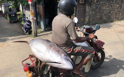 Sri Lanka 03/08 – Galle