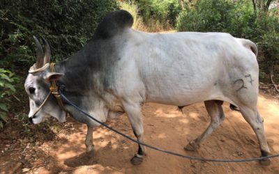 Sri Lanka 13/08 – Sigiriya