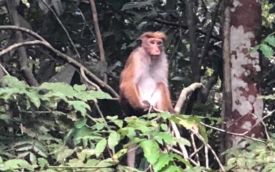 Sri Lanka 02/08 – Ambalangoda (suite)