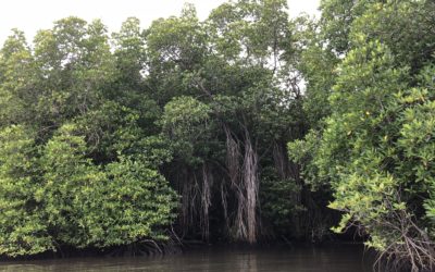 Sri Lanka J1 31/07 – Bentota