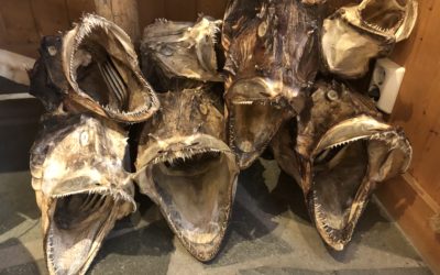 Iles Lofoten (Nusfjord & Reine & Å)