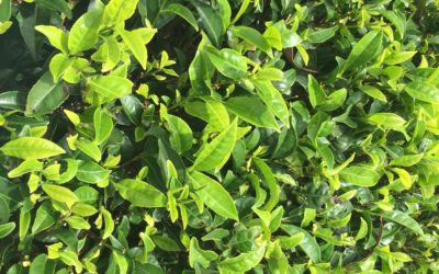 Sri Lanka 05/08 – Haputale